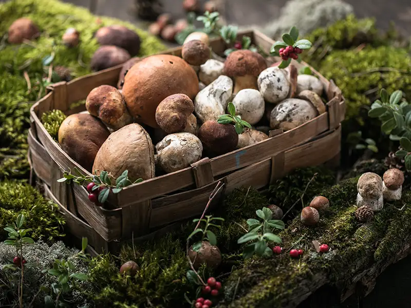 Verschiedene Wald- & Wiesenpilze in einem Korb auf grünem Moos als Symbolbild für die Wald- & Wiesenpilzsuppe.