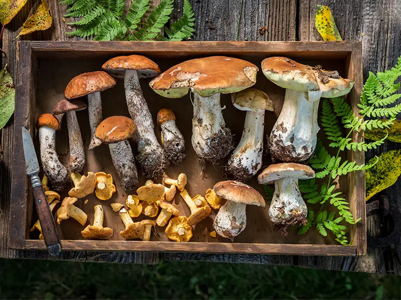 Verschiedene Wald- & Wiesenpilze in einem Holzkasten mit einem Pilzmesser als Symbolbild für die Wald- & Wiesenpilzsuppe.
