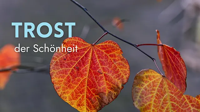 Trost der Schönheit